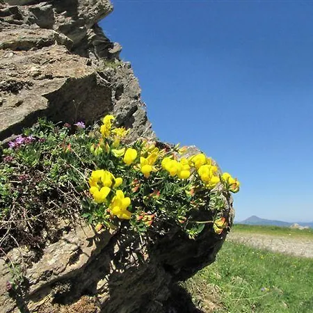 Gasthof Les Myrtilles *